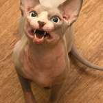 анжелика, фото