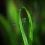 Елена, фото