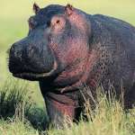 Алена, фото