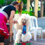 circus, фото