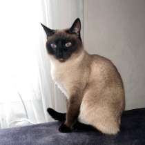 Кошка тайская, в Владикавказе