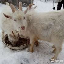 Козы, в Октябрьского