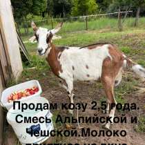 Продам козу 2,5 года, в Казани