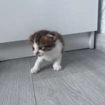 Отдаем котят в добрые руки, котята приучены к лотку, кушают, в Омске