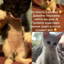 Животные, в Красноярске
