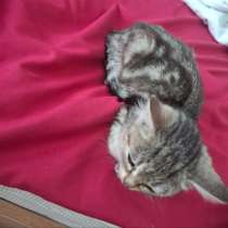 Отдам котенка, в Тюмени