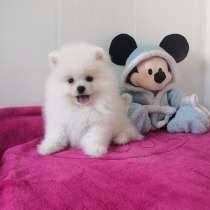 Spitz pomeranian, в г.Бастия