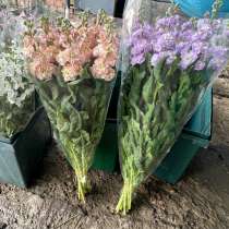 Матиолла оптом, в Москве
