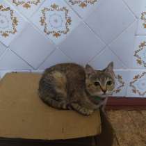 Миниатюрная молодая кошечка, в г.Донецк