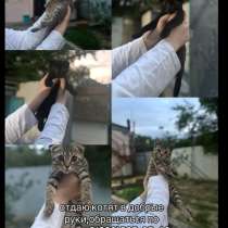 Отдаём котят бесплатно, в Хасавюрте