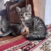 Котята в добрые руки. Бесплатно, в Прокопьевске