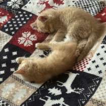 Котенок, в Егорьевске