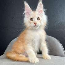 Maine Coon kittens. Home nursery, в г.Солт-Лейк-Сити