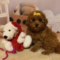 Девочка той пудель. Toy poodle, в г.Мюнхен