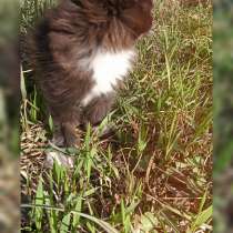 Котенок ждёт добрые руки ?, в Находке