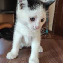 Отдам котенка в хорошие руки, в Сызрани