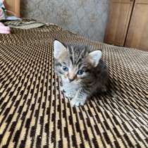 Котята в добрые руки, в Нижнем Тагиле