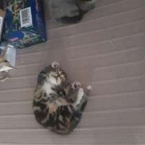 Отдаю котят в хорошие руки, в Краснодаре
