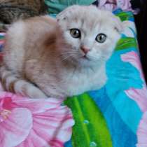 Вислоухий котенок скоттиш фолд, в г.Мариуполь