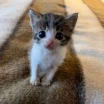 Ищу котенка, в г.Липпштадте