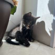 Отдам котят в добрые руки!!!!, в Уфе