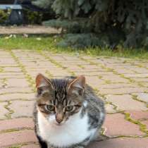 Котята, в Казани