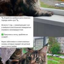 Кошка, в Асбесте