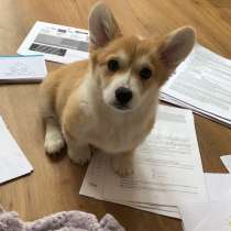 Щенок Корги. Welsh Corgi Pembroke, в г.Берлин