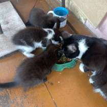 Котята бесплатно, в Екатеринбурге