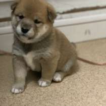Продаю щенков Shiba inu, в г.Ницца