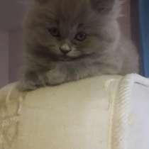 Котята шотландские вислоухие, в г.Стамбул