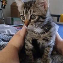 Ласковый котенок бесплатно., в г.Генк
