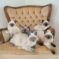 BKH Kitten blue point, в г.Кёльн