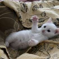 Katzenbaby, в г.Мюнхен