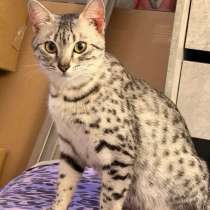 Египетская Мау котята, в Уссурийске