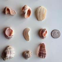 Морские Камни Ракушки Морские Камешки Раковины, в Самаре