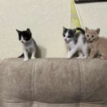 Отдам котят в добрые руки!!!, в Уфе