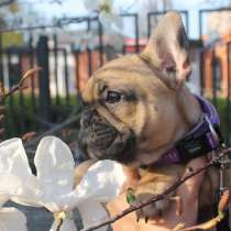 French bulldogs for sale, в г.Майами