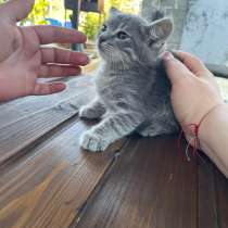 Котята ищут дом, в Краснодаре