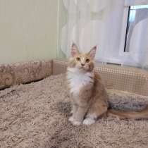 Maine Coon cattery Parent Pride, в г.Аланья