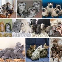 Питомник котят Мурманск, в Мурманске