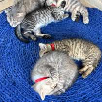 Котята в добрые руки, в Махачкале