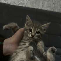 Котейка 2 месяца, в Хасавюрте