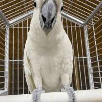 Cockatoo Parrot, в г.Каунас