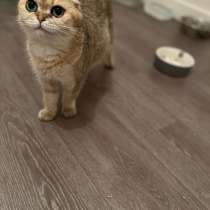 Scottish fold, в г.Париж