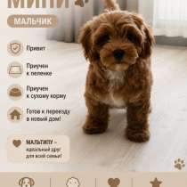 Щенок Мальтипу, в Красноярске