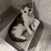 Отдам котенка в добрые руки!, в Балаково
