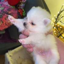 Spitz Pomeranian mini, в г.Париж