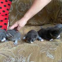 Котята в добрые руки, в Махачкале