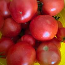 Помидора домашняя вкусная 1 кг- 150₽, в Нижневартовске